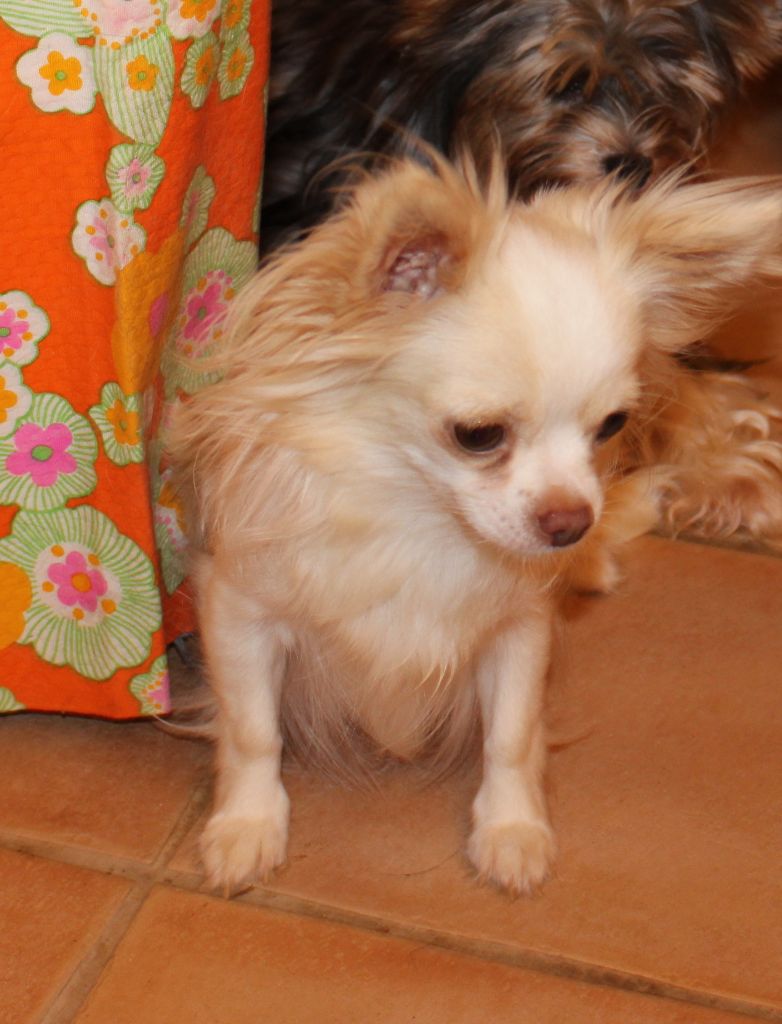 Les Chihuahua de l'affixe De La Colle Des Guis