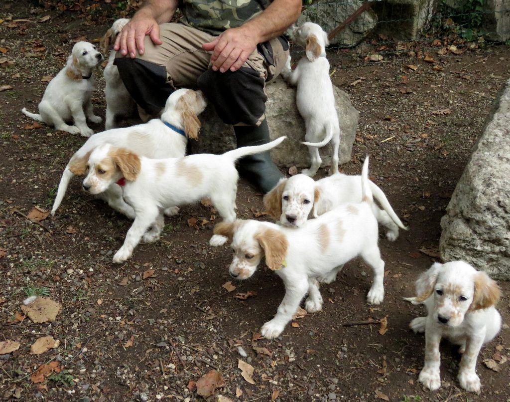 chiot Setter Anglais De La Colle Des Guis