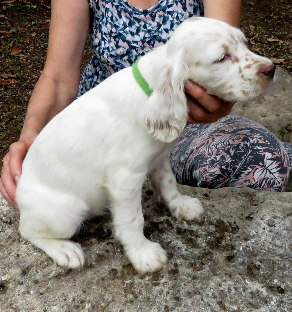 De La Colle Des Guis - Chiots disponibles - Setter Anglais