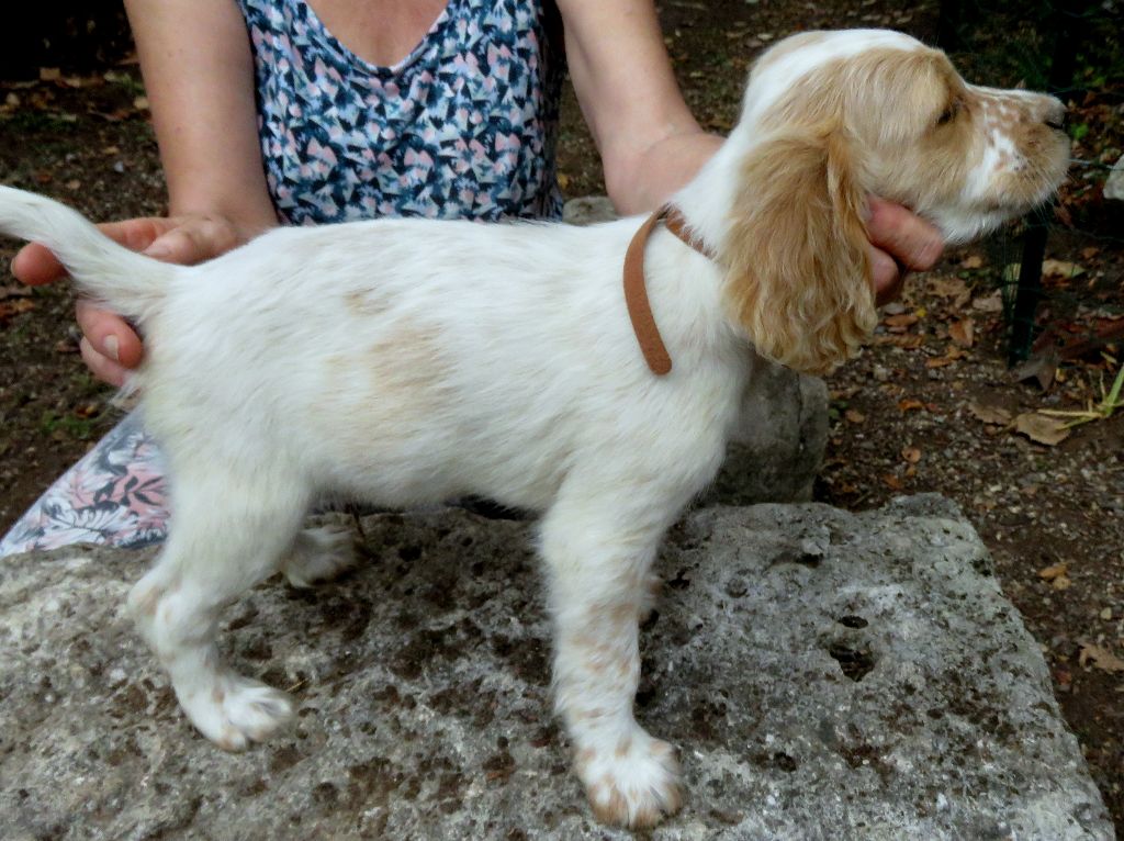 De La Colle Des Guis - Chiots disponibles - Setter Anglais