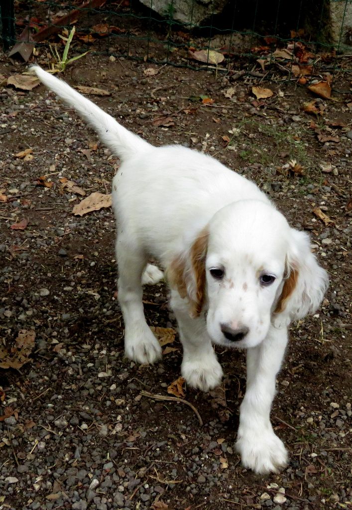 De La Colle Des Guis - Chiots disponibles - Setter Anglais