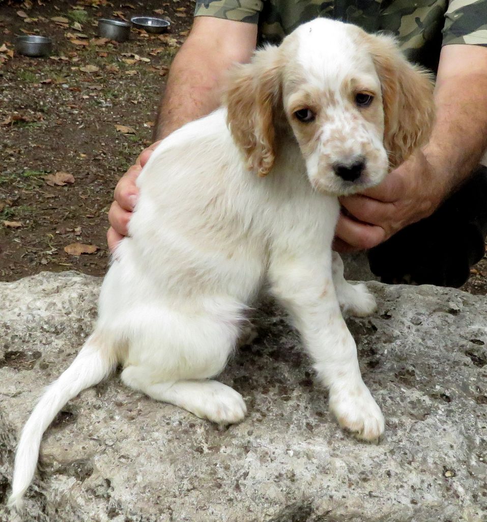 De La Colle Des Guis - Chiots disponibles - Setter Anglais