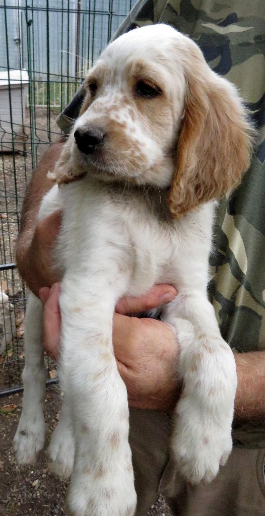 De La Colle Des Guis - Chiots disponibles - Setter Anglais